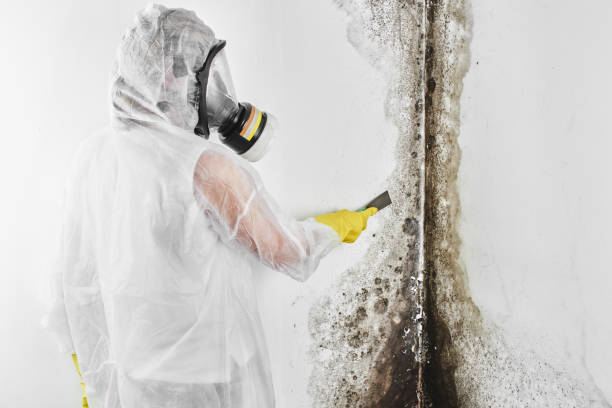 Best Office Mold Removal Services  in Uhland, TX