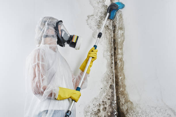 Best Same-Day Mold Removal  in Uhland, TX