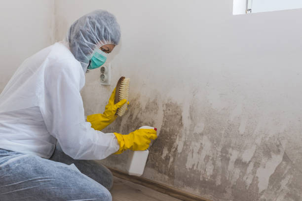 Home Mold Removal in Uhland, TX