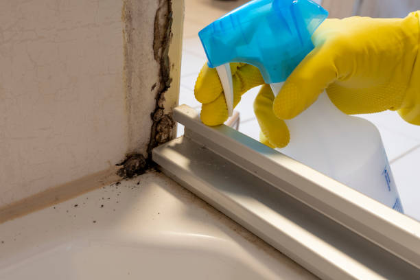 Best Affordable Mold Removal  in Uhland, TX