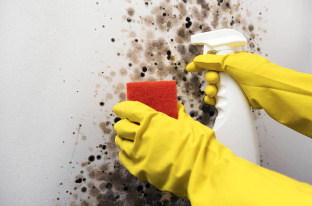 Best Home Mold Removal  in Uhland, TX