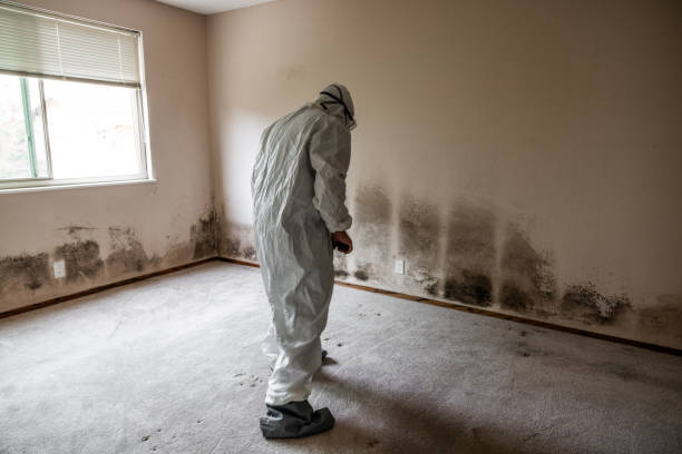 Best Emergency Mold Removal  in Uhland, TX