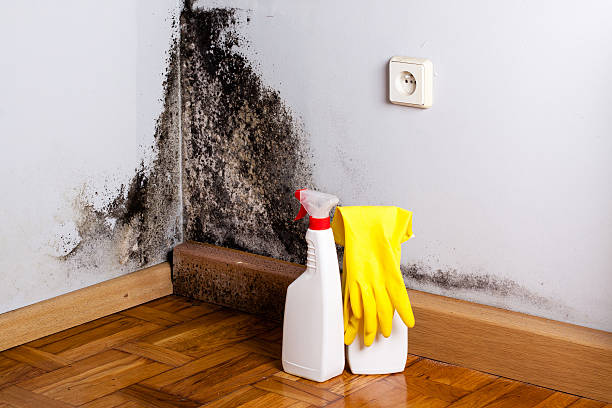 Best Residential Mold Removal  in Uhland, TX