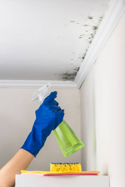 Best Mold Removal Specialists  in Uhland, TX