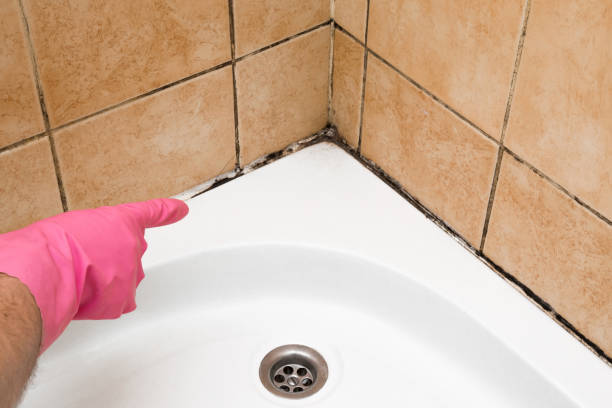 Best Best Mold Removal Companies  in Uhland, TX