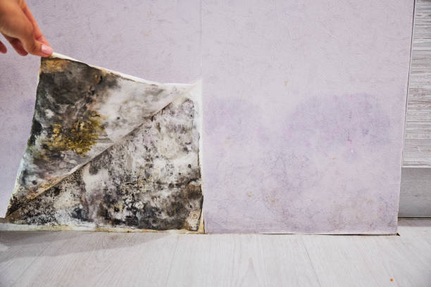 Best Crawl Space Mold Removal  in Uhland, TX